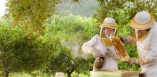 С чего начать пчеловодство?